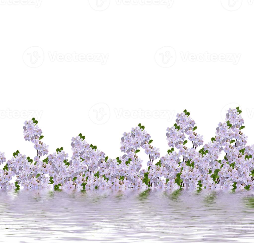 hermosas flores delicadas de flor de manzana aisladas sobre fondo blanco. foto