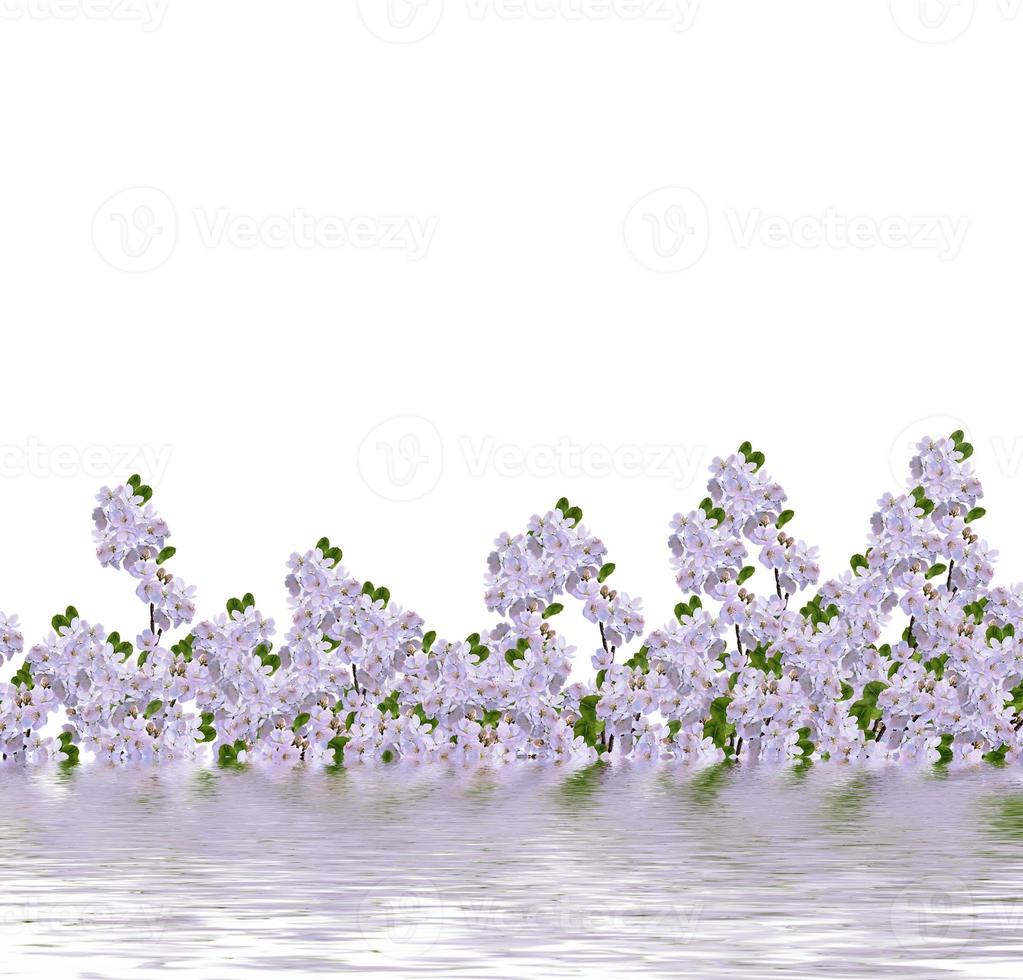 Beautiful delicate flowers of apple blossom isolated on white background. photo