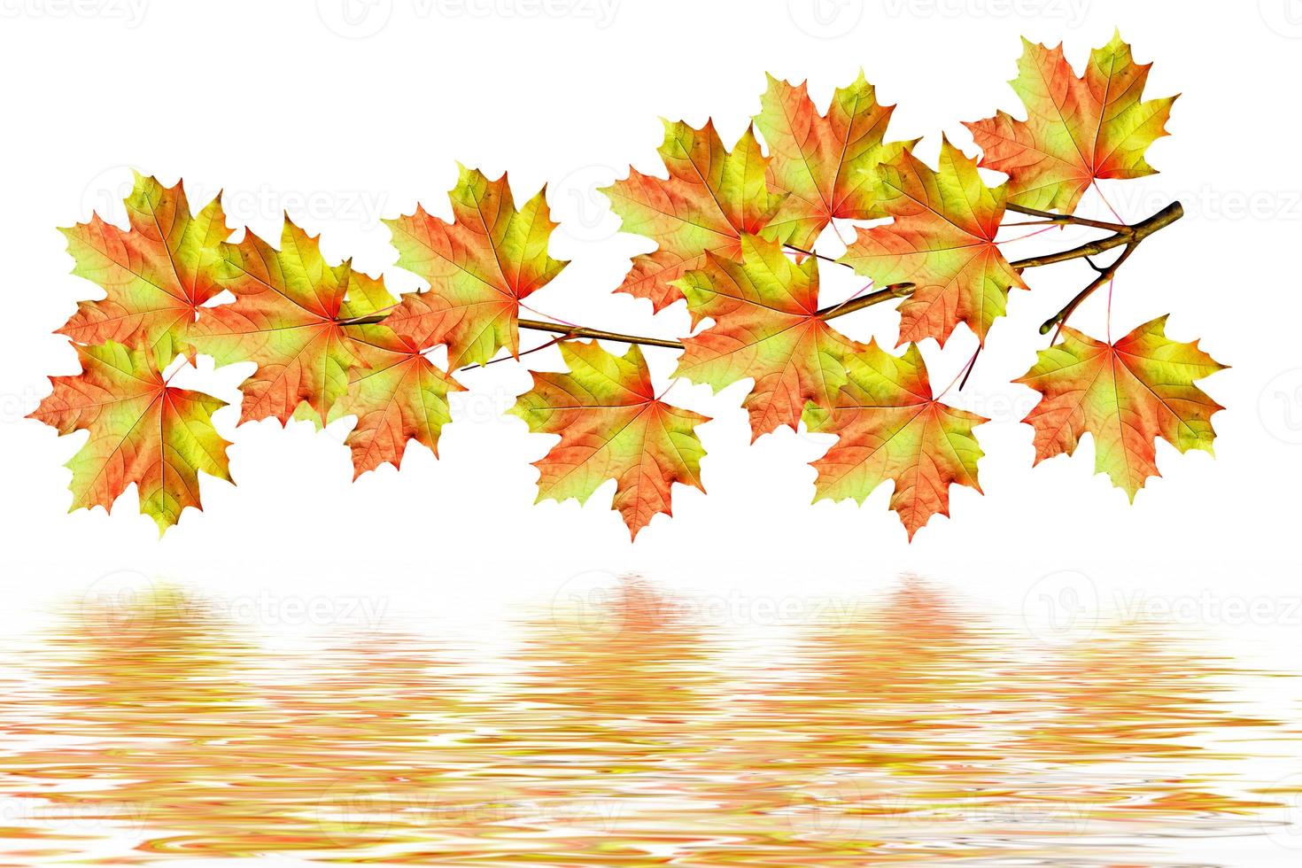 The branch of autumn maple leaves isolated on white background. photo