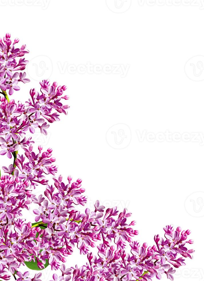 spring flowers  lilac isolated on white background photo