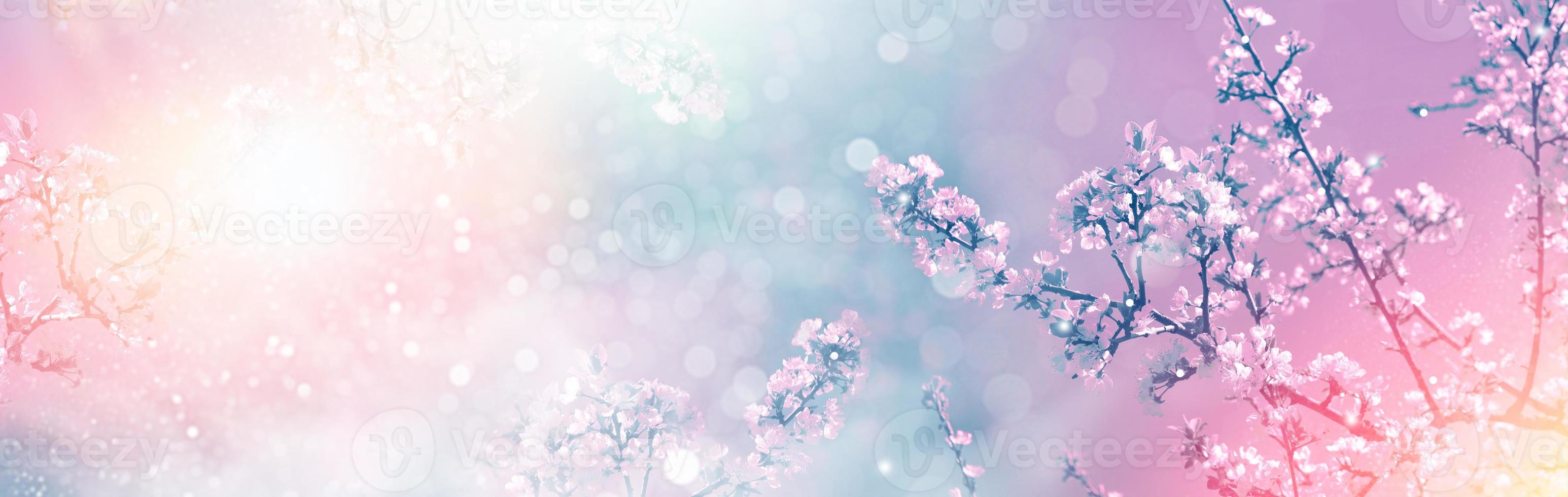 Blossoming branch cherry. Bright colorful spring flowers photo