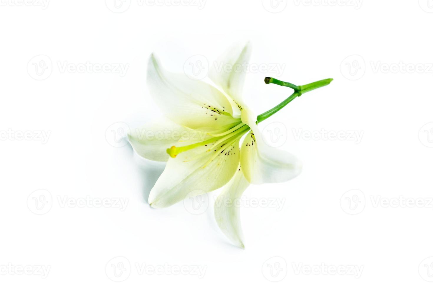 Flower lily isolated on white background. summer photo