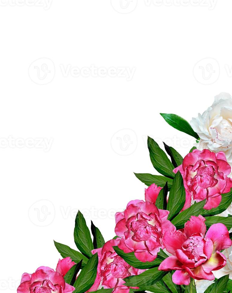 peony flowers isolated on white background photo