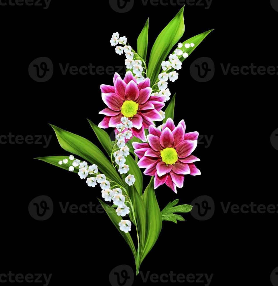 Autumn beautiful colorful chrysanthemum flowers isolated on black background photo