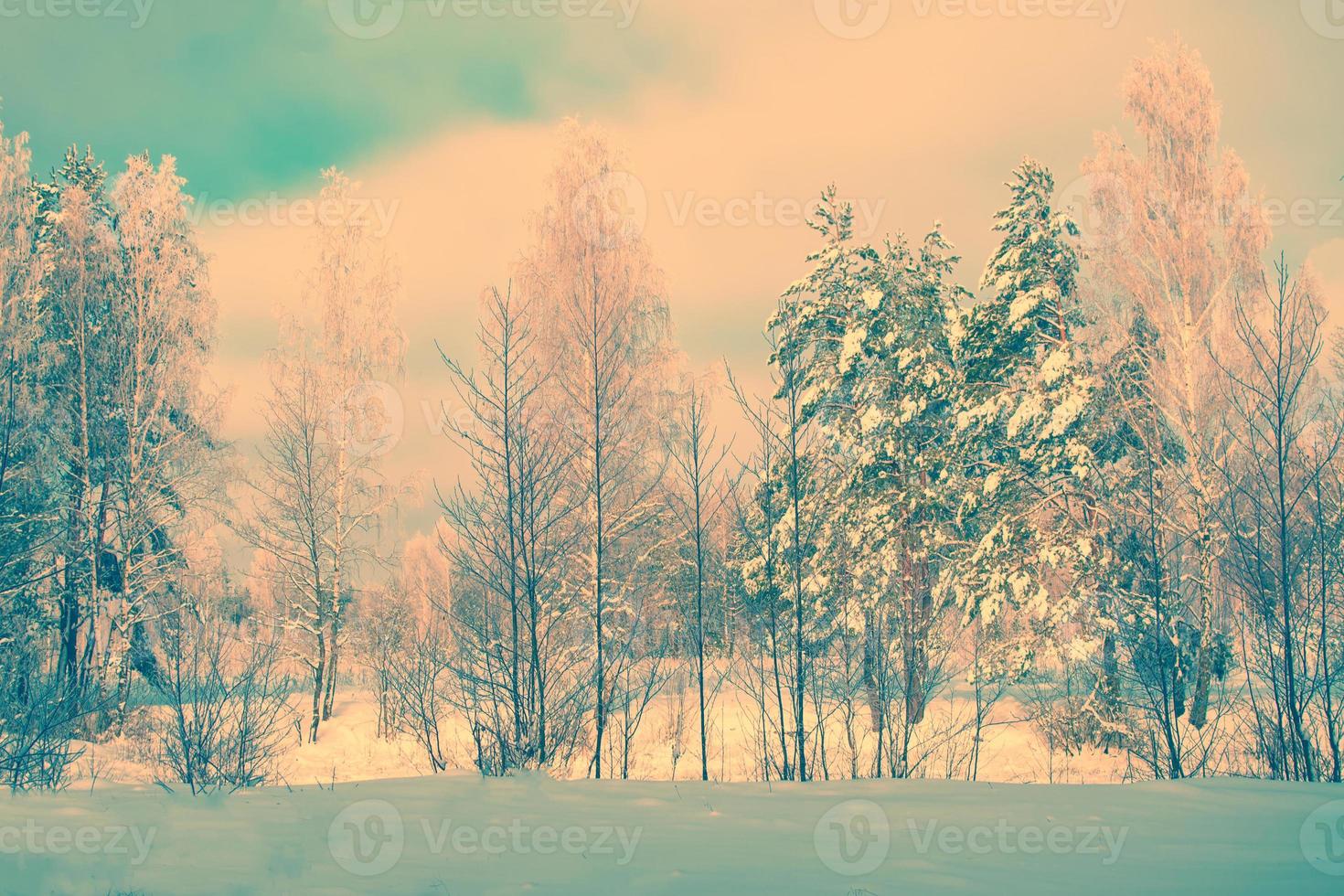 Frozen winter forest with snow covered trees. photo