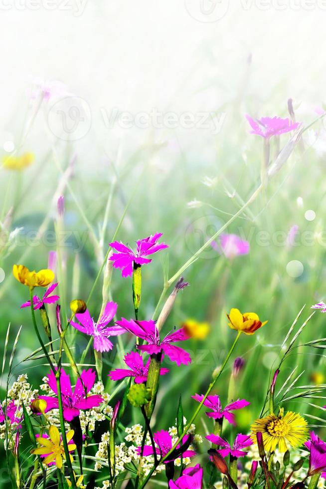 Summer landscape. Flower field. photo