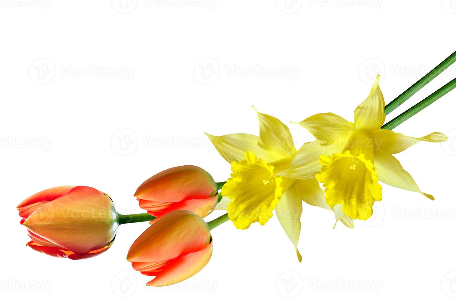 flores de primavera narciso aislado sobre fondo blanco foto