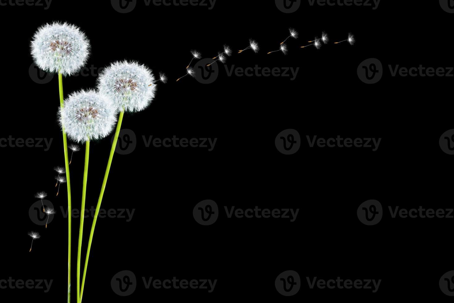 Fluffy dandelion flower photo