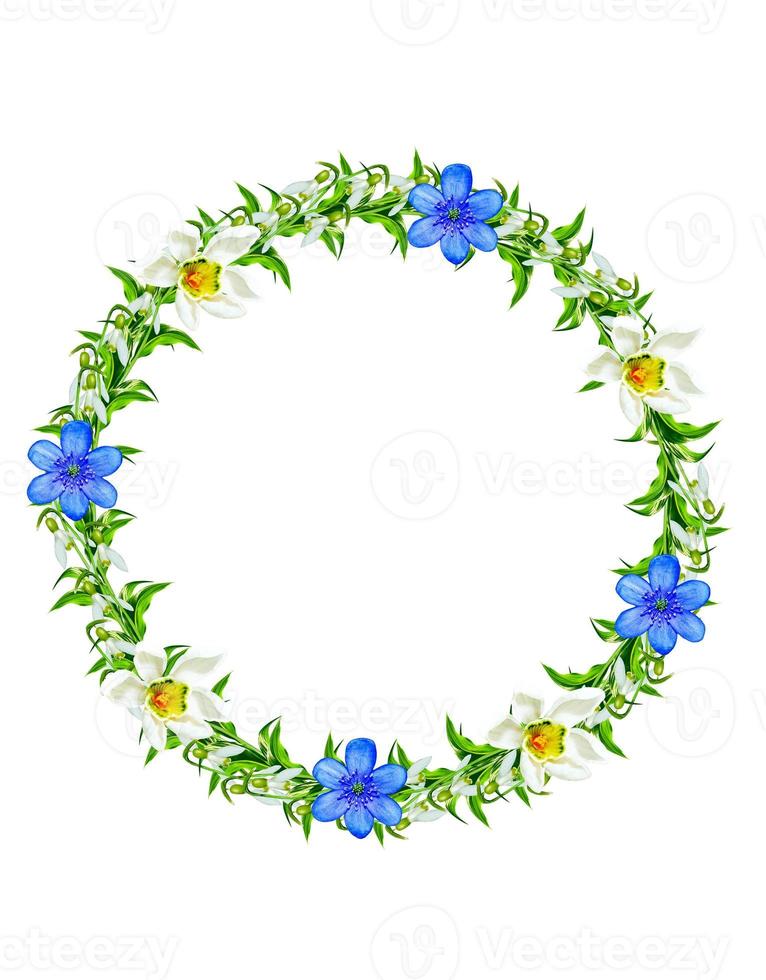 spring flowers snowdrops isolated on white background photo
