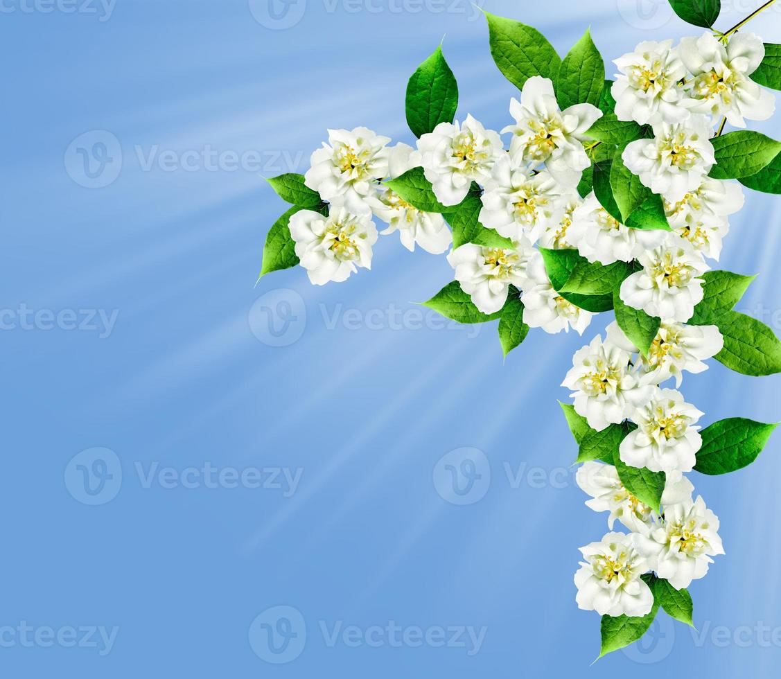 The branch delicate spring flowers photo