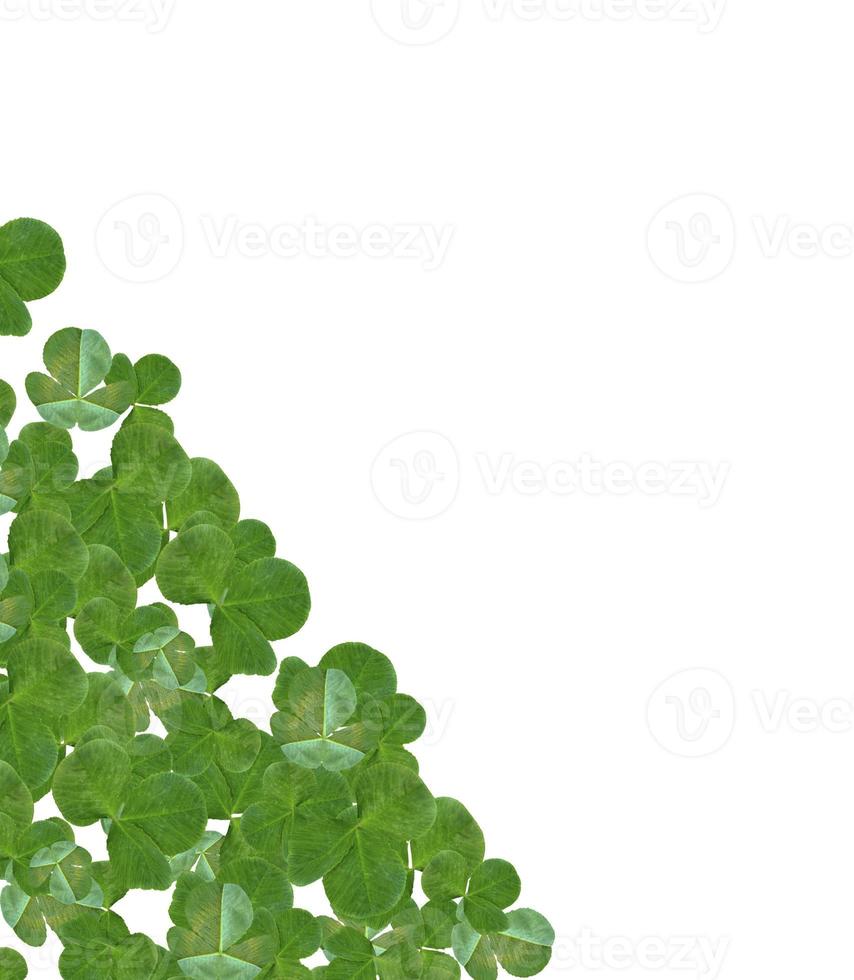 leaf clover on white background photo