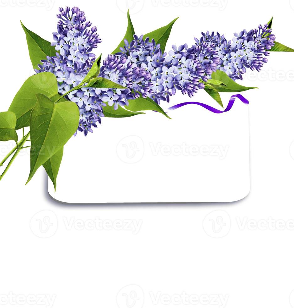 Branch of lilac flowers isolated on white background photo