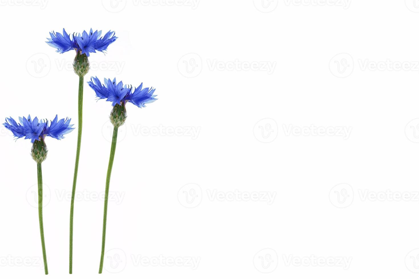 Wild flower cornflower photo