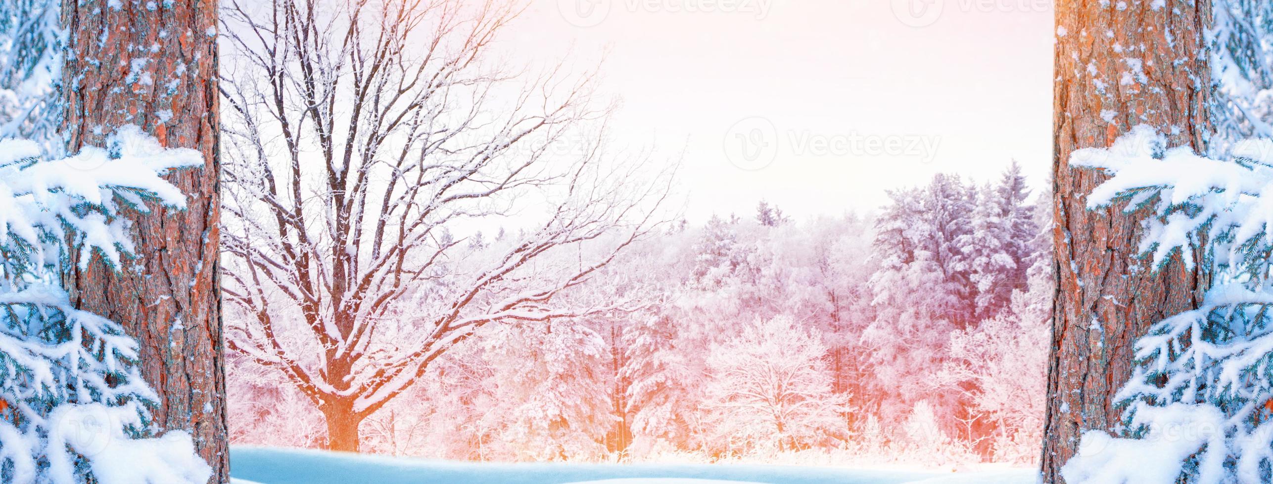 Frozen winter forest with snow covered trees. photo