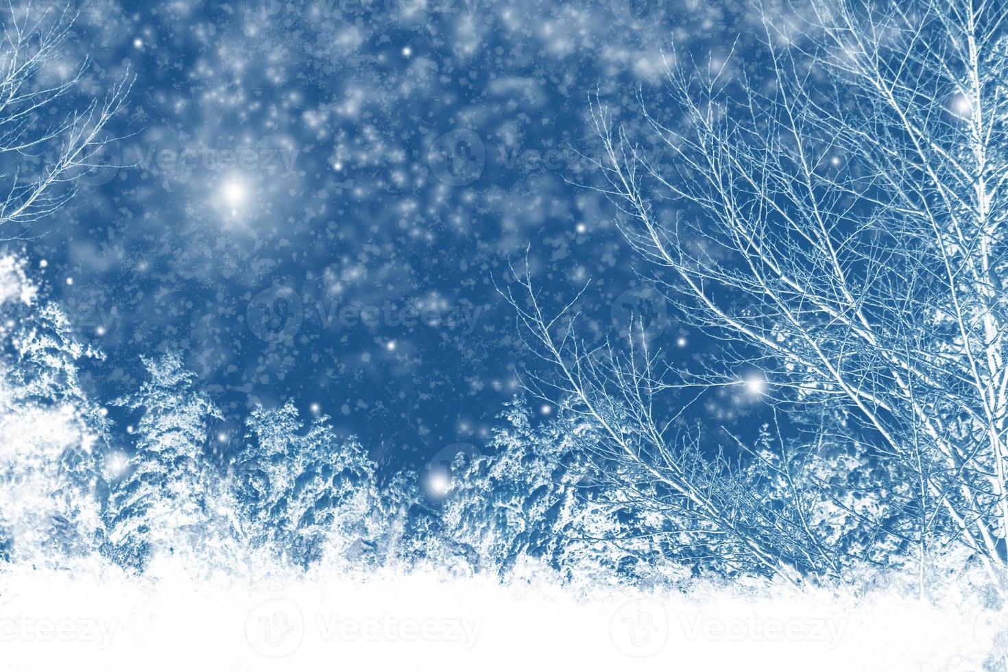 Frozen winter forest with snow covered trees. photo