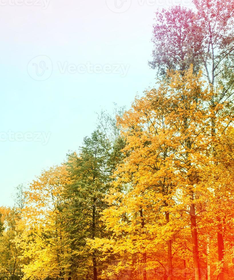 paisaje otoñal con árboles de colores brillantes. foto