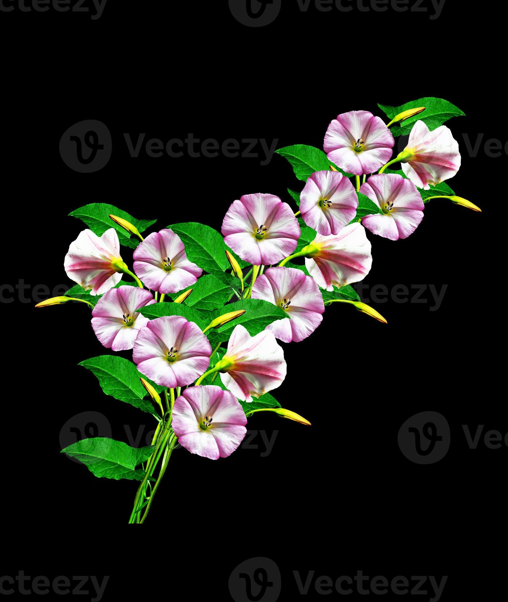 petunia flowers isolated on black background 9962649 Stock Photo at
