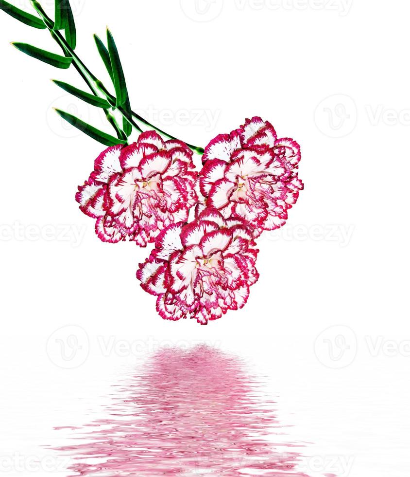 Bouquet of flowers carnation. photo