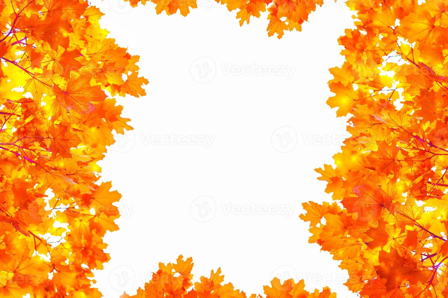 Bright colorful autumn leaves photo