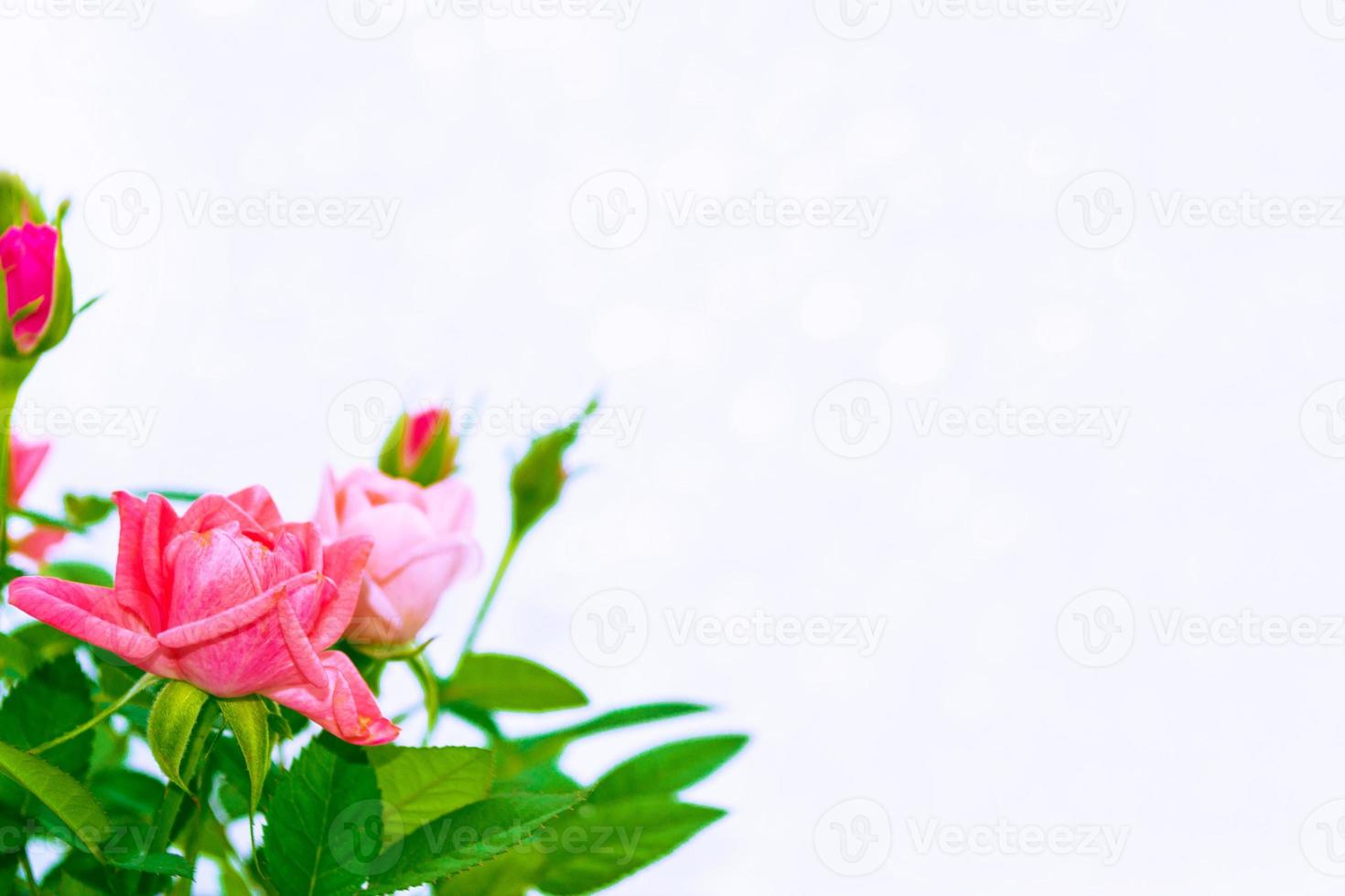 Flower bud roses on a white background photo