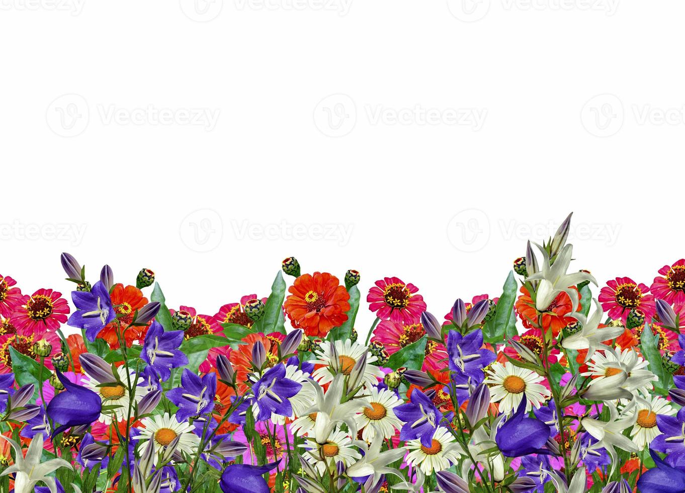 Zinnia flowers, chamomile, bluebells, campanula photo