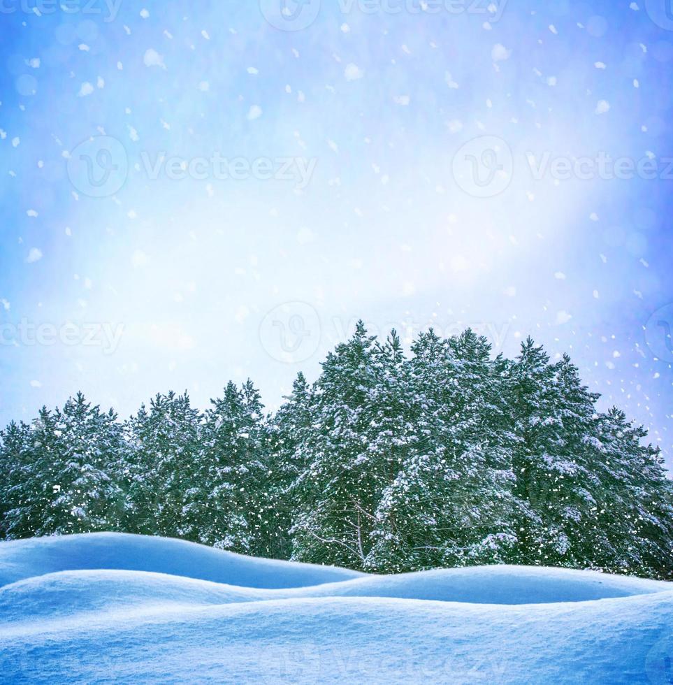 Frozen winter forest with snow covered trees. photo