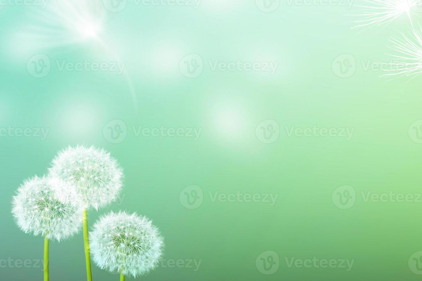 Fluffy dandelion flower against the background of the summer landscape. photo
