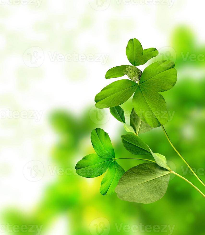 background of clover photo