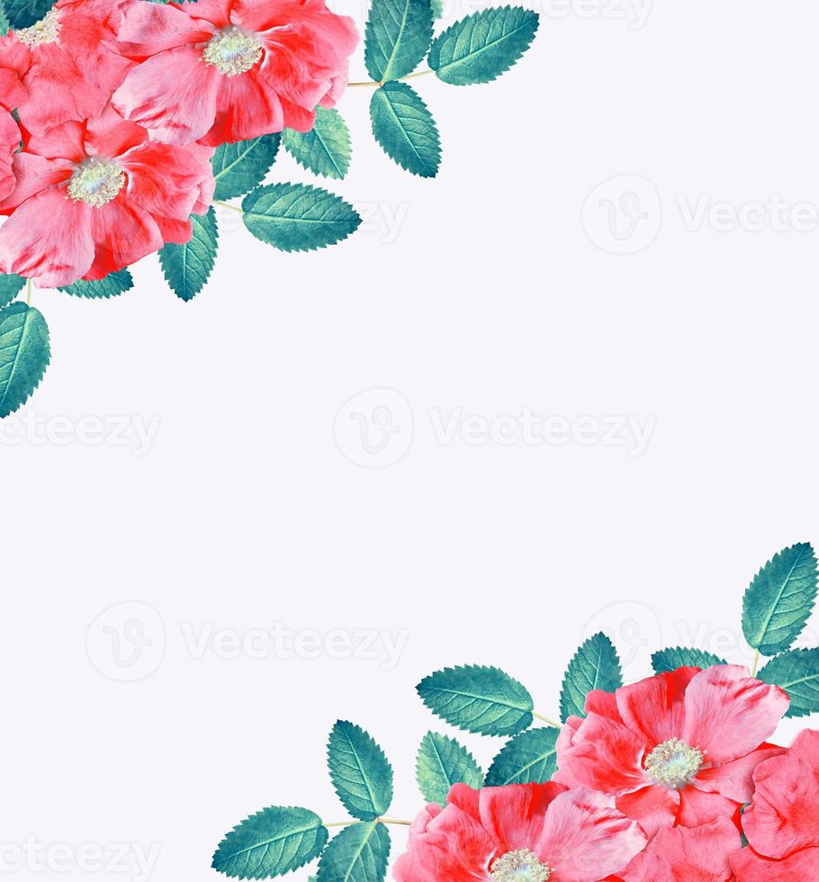 Dog rose flowers on a white background photo