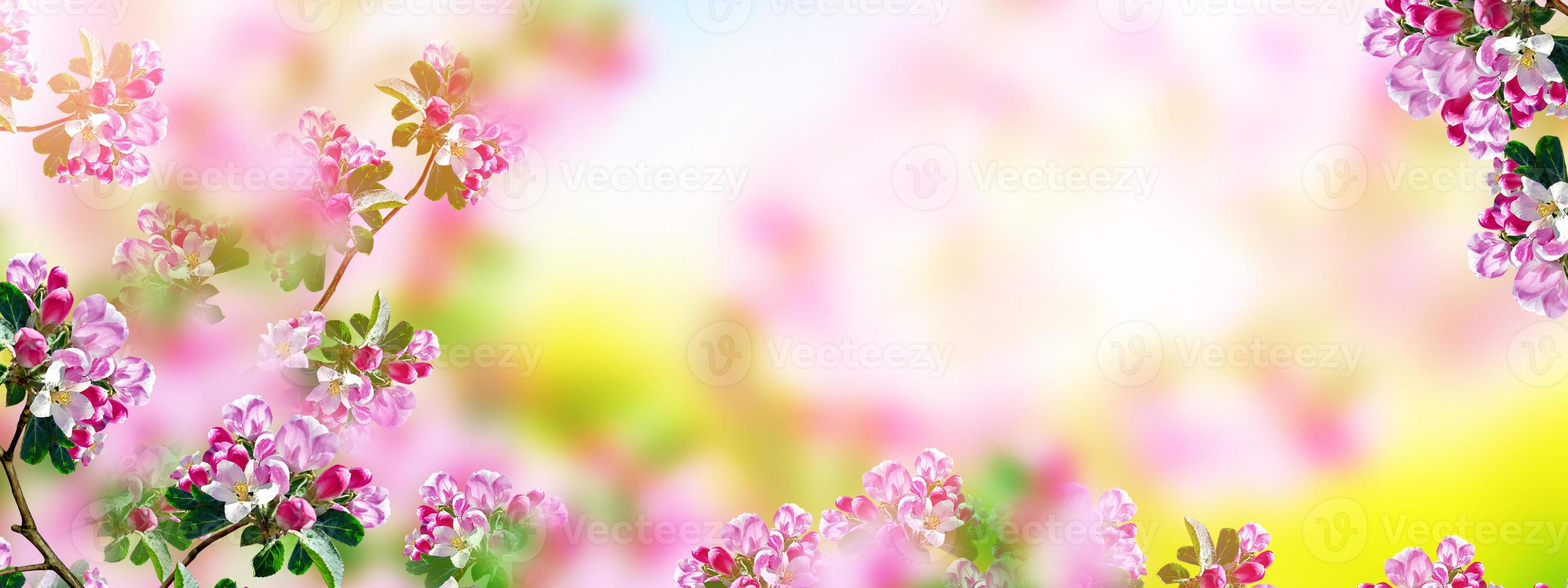 Blossoming branch apple. Bright colorful spring flowers photo