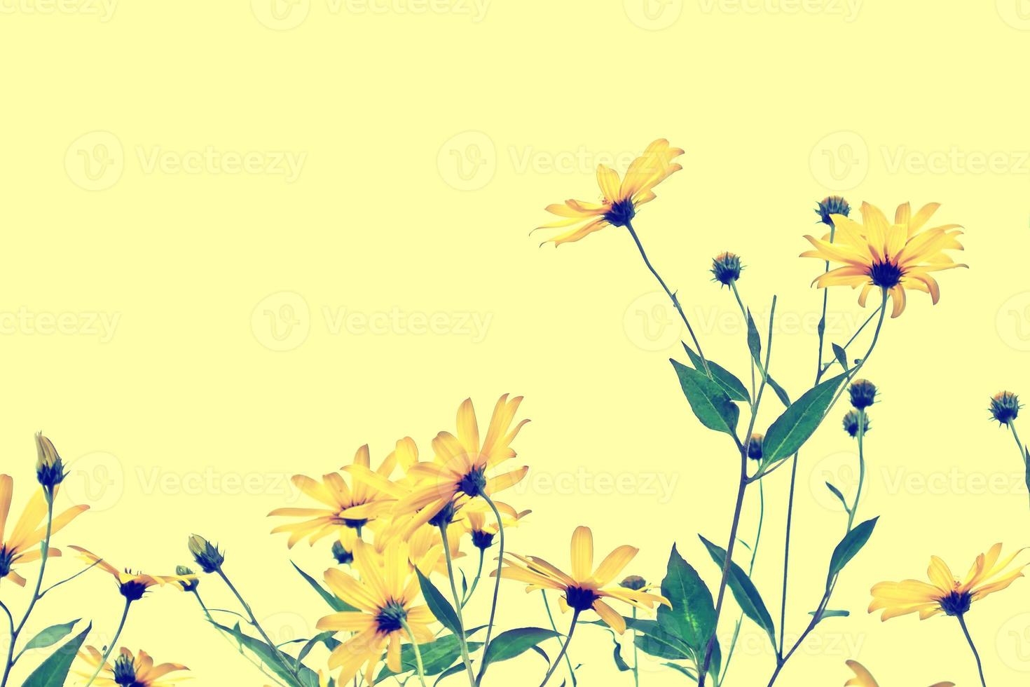Colorful bright flowers dahlia on a background summer landscape. photo