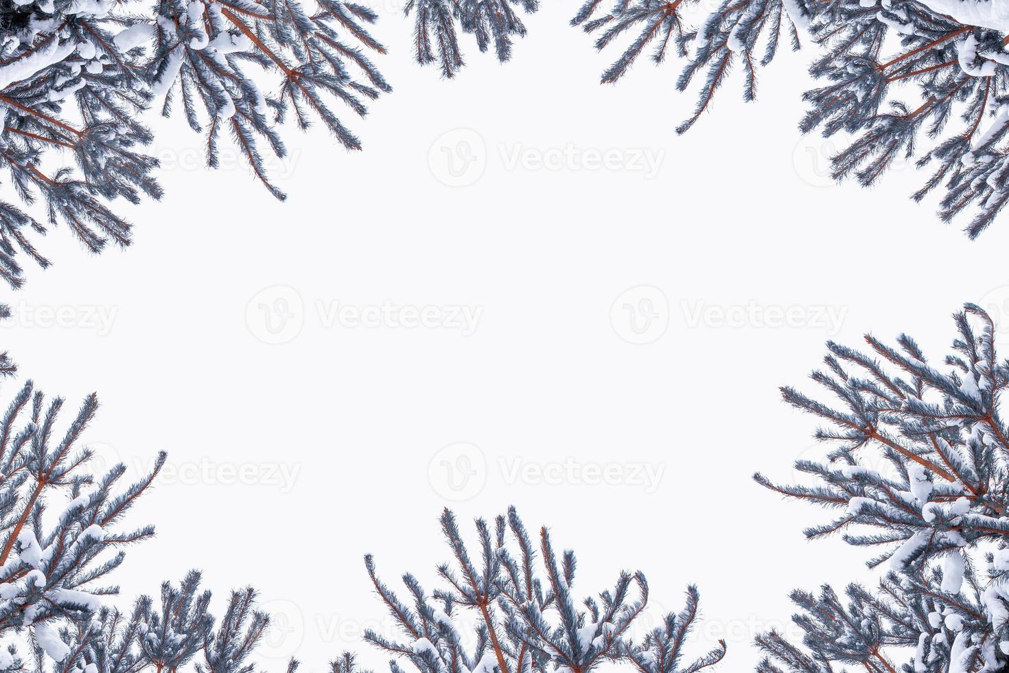 Christmas tree in the snow isolated on a white background. greeting card. photo