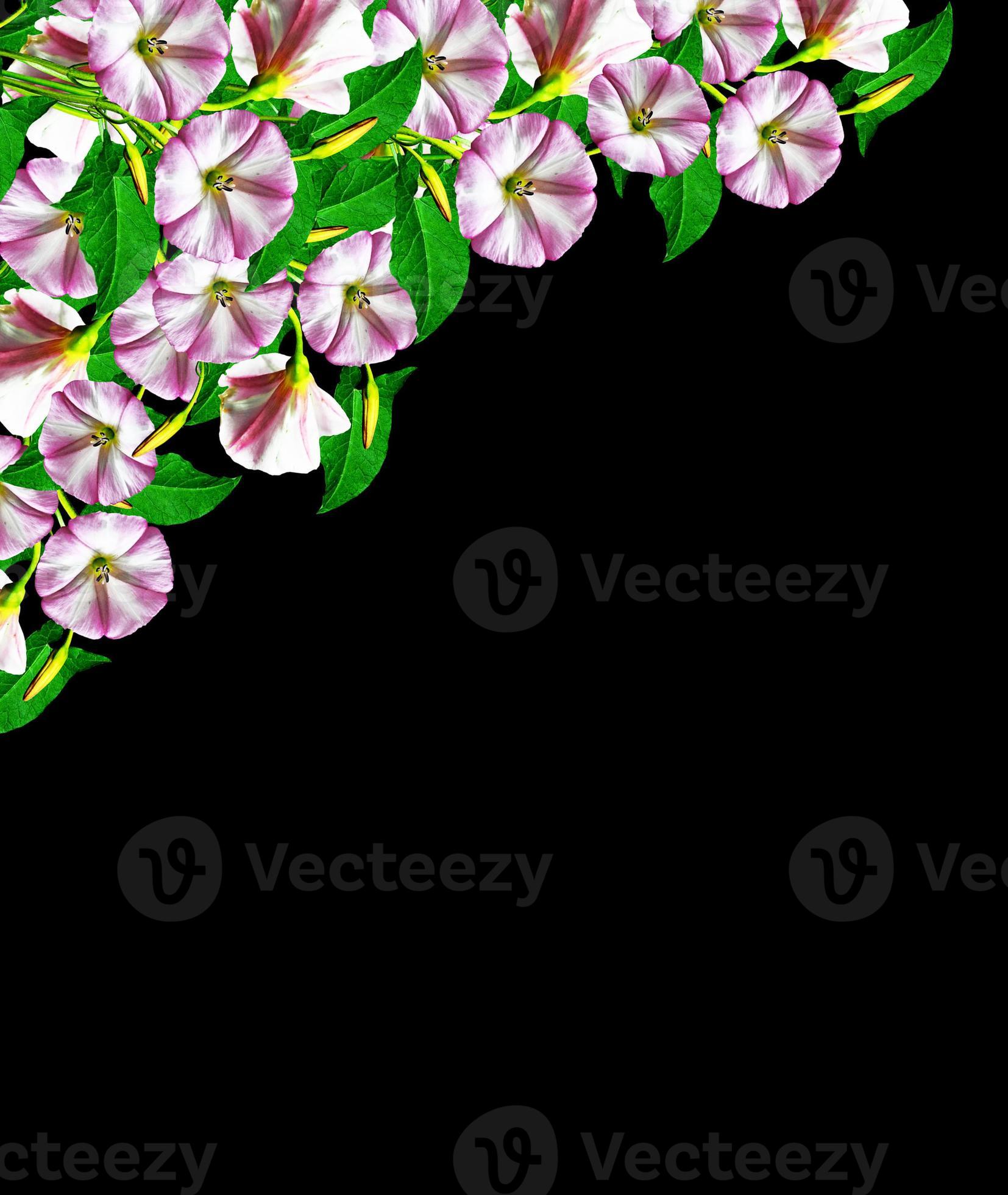 petunia flowers isolated on black background 9962795 Stock Photo at