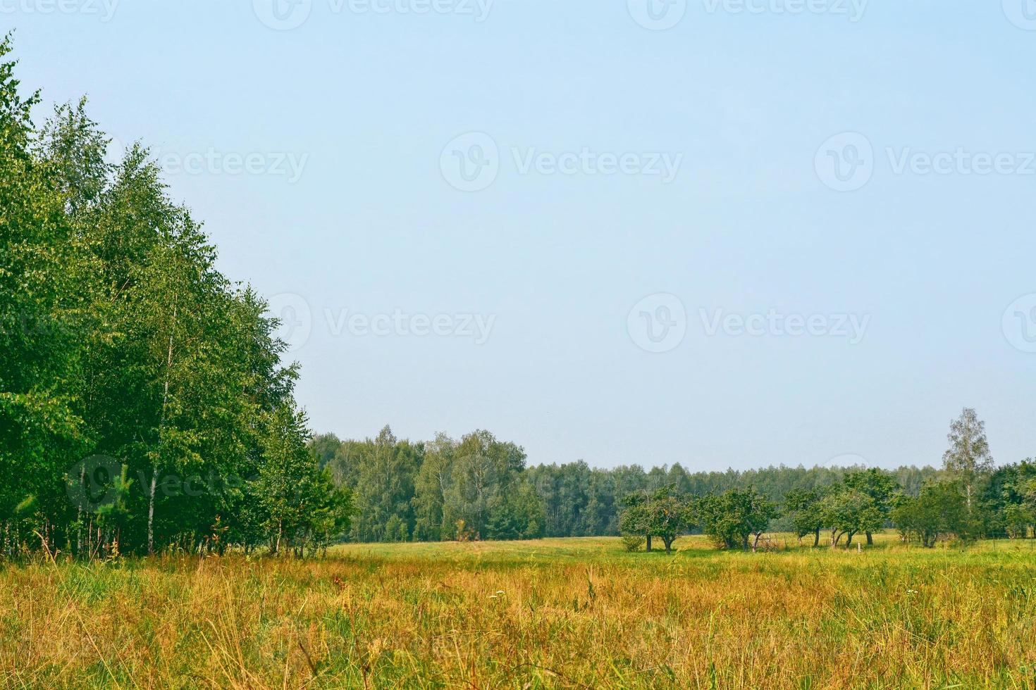 Summer landscape. Trees on a background of blue sky photo