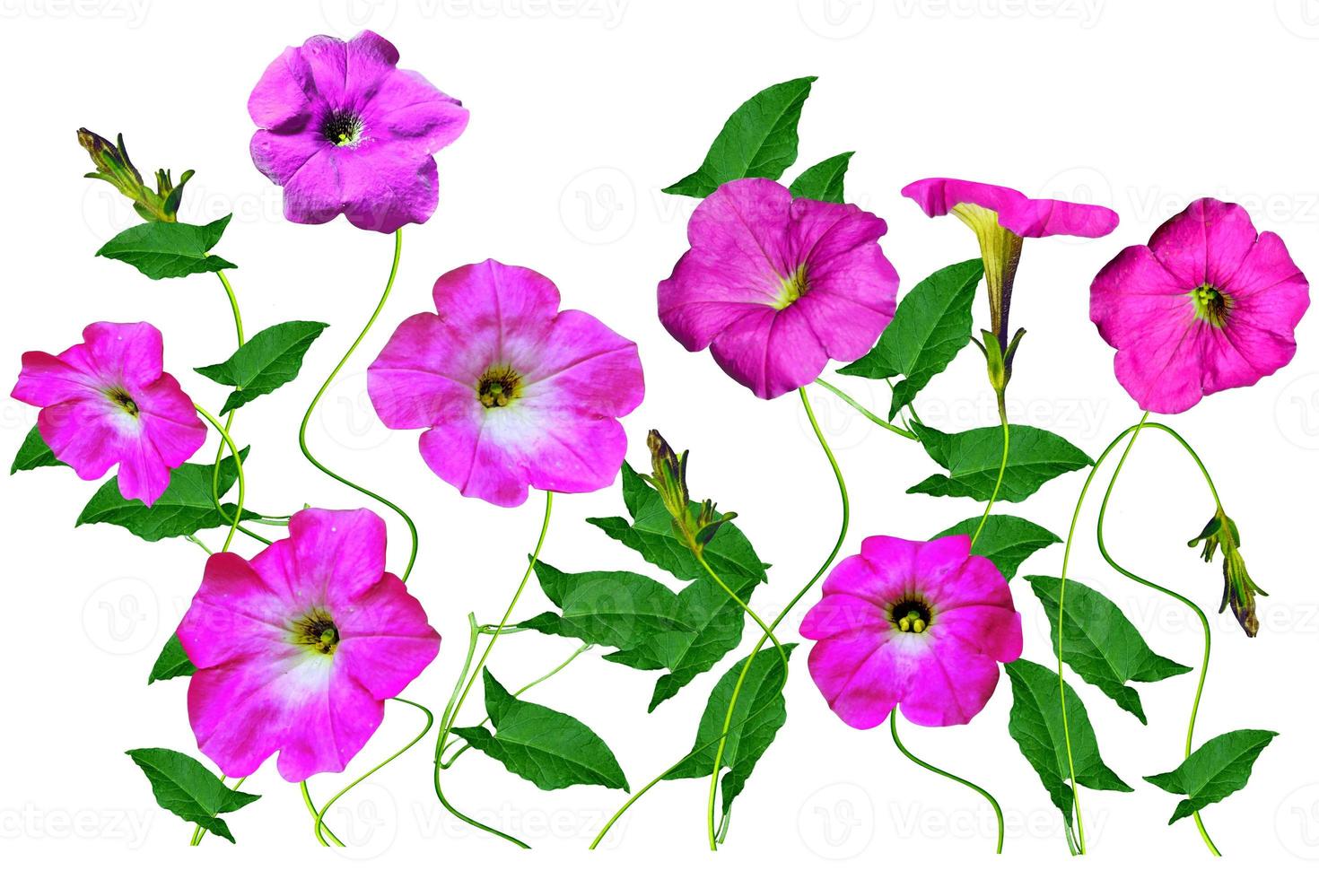 petunia flowers isolated on white background 9962821 Stock Photo at