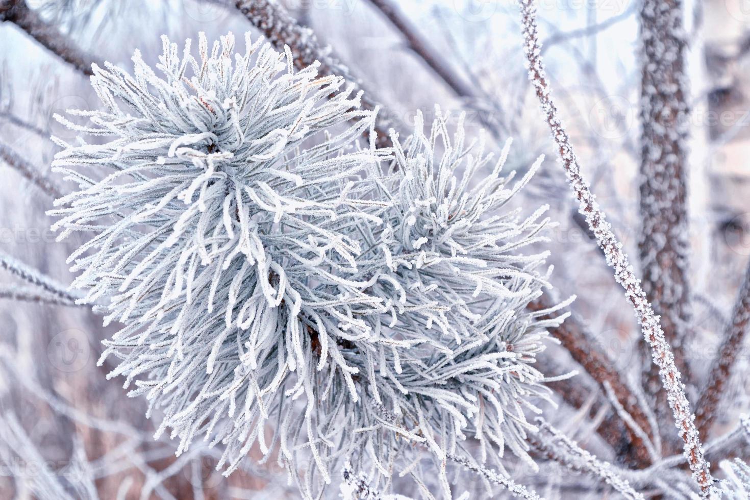 forest in the frost. Winter landscape. Snow covered trees. photo