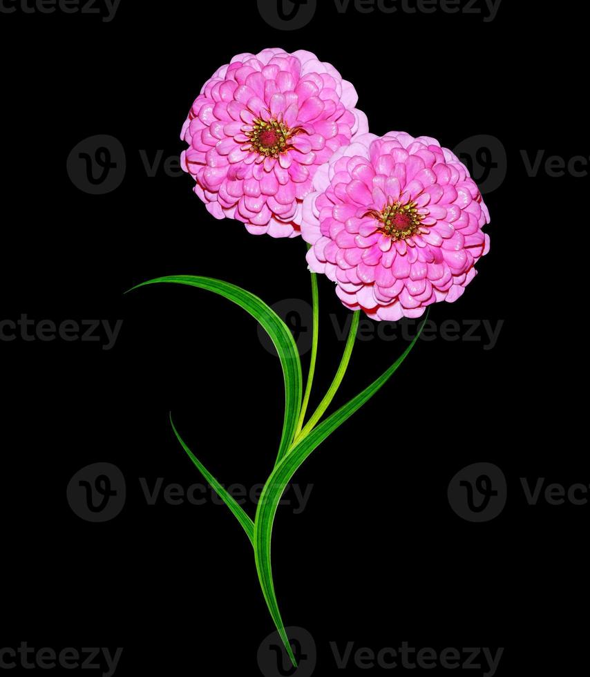 Autumn asters flower isolated on black background photo