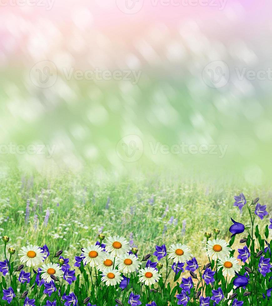 Summer landscape with wildflowers. photo
