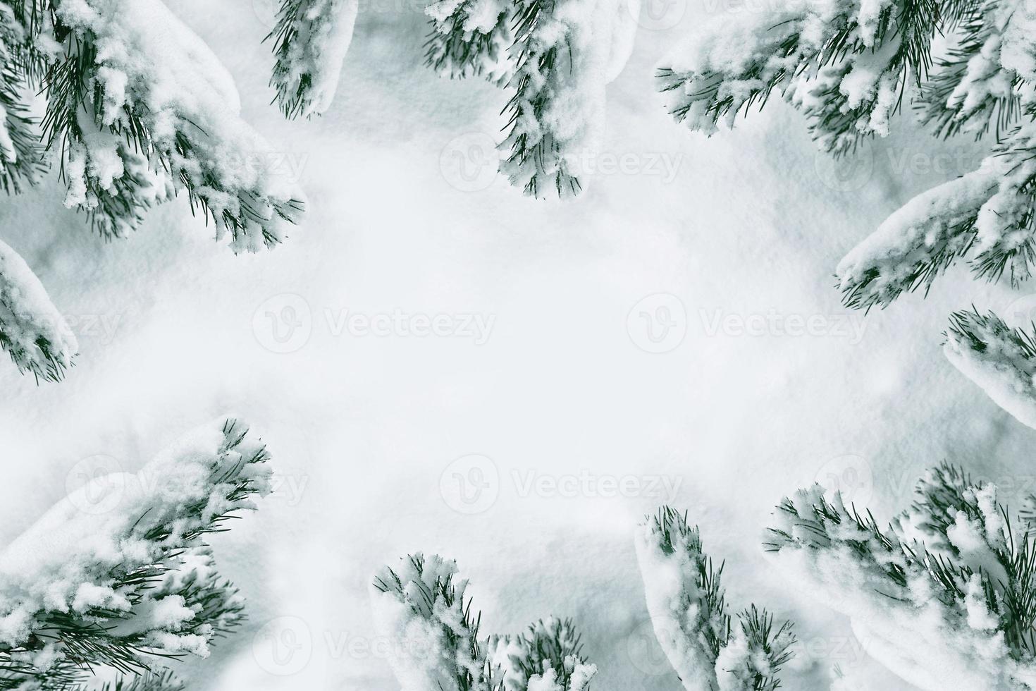 Frozen winter forest with snow covered trees. photo