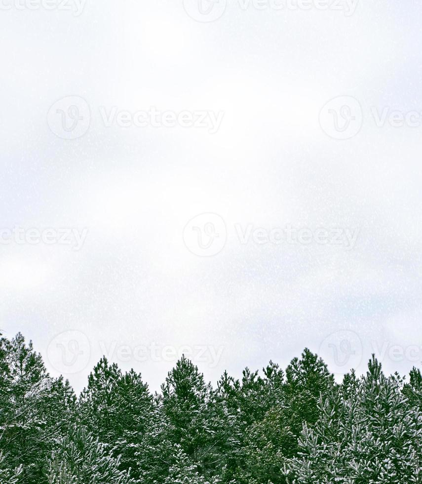 Frozen winter forest with snow covered trees. photo