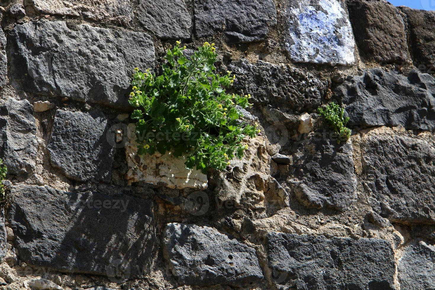 Green plants and flowers grow on stones photo