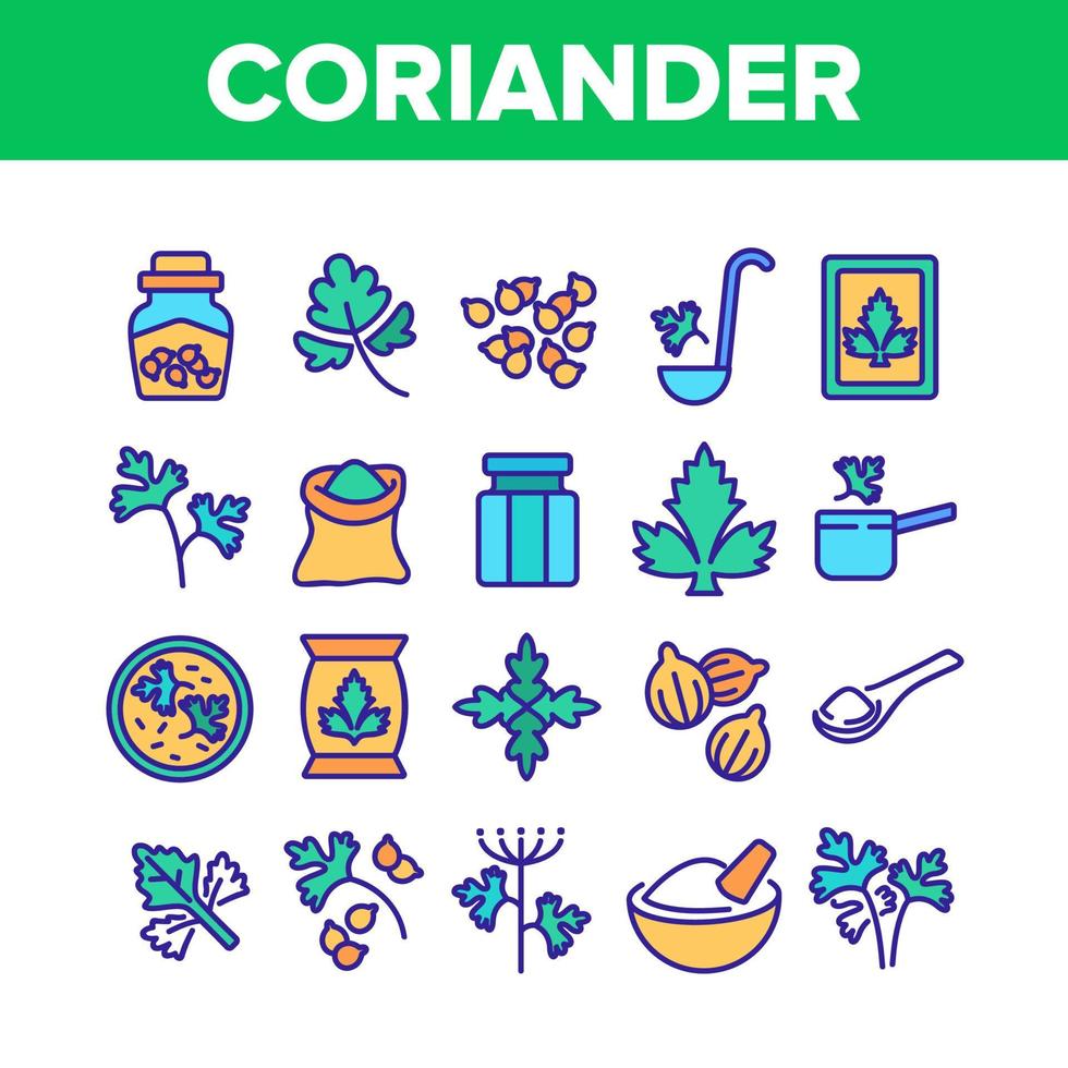 Coriander Herbal Plant Collection Icons Set Vector