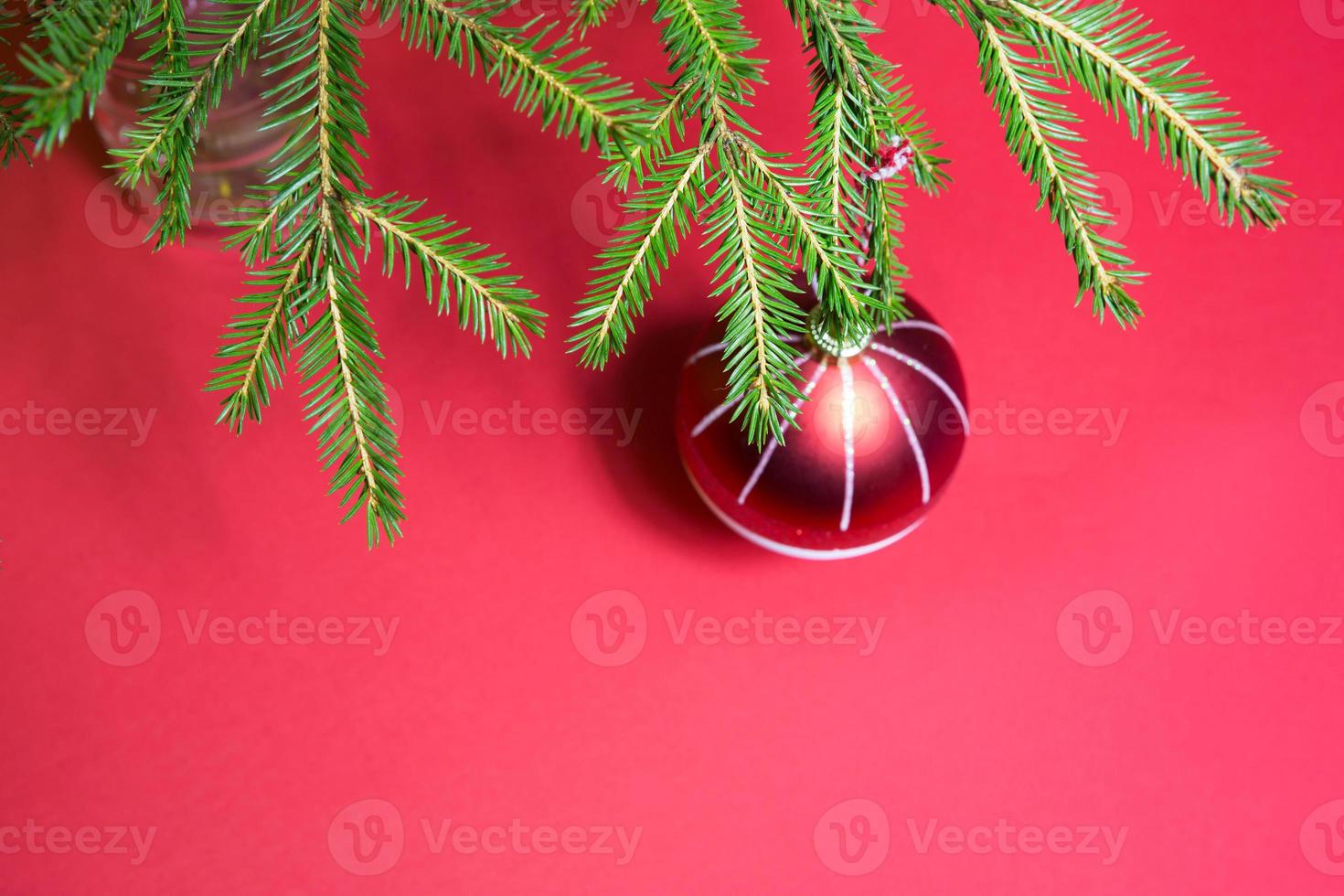 Red Christmas ball with white stripes on a live spruce branch in a vase on a red background. New year, Christmas, copy space photo