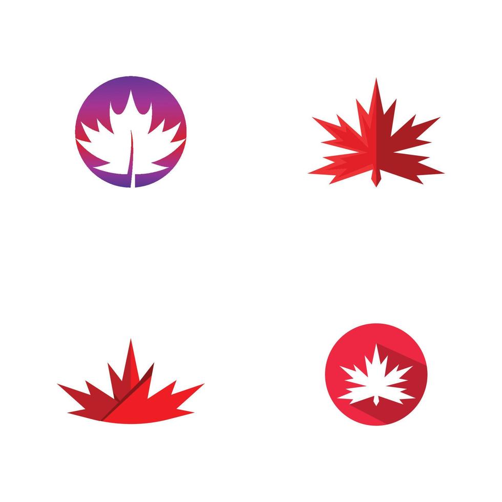 Maple leaf vector illustration