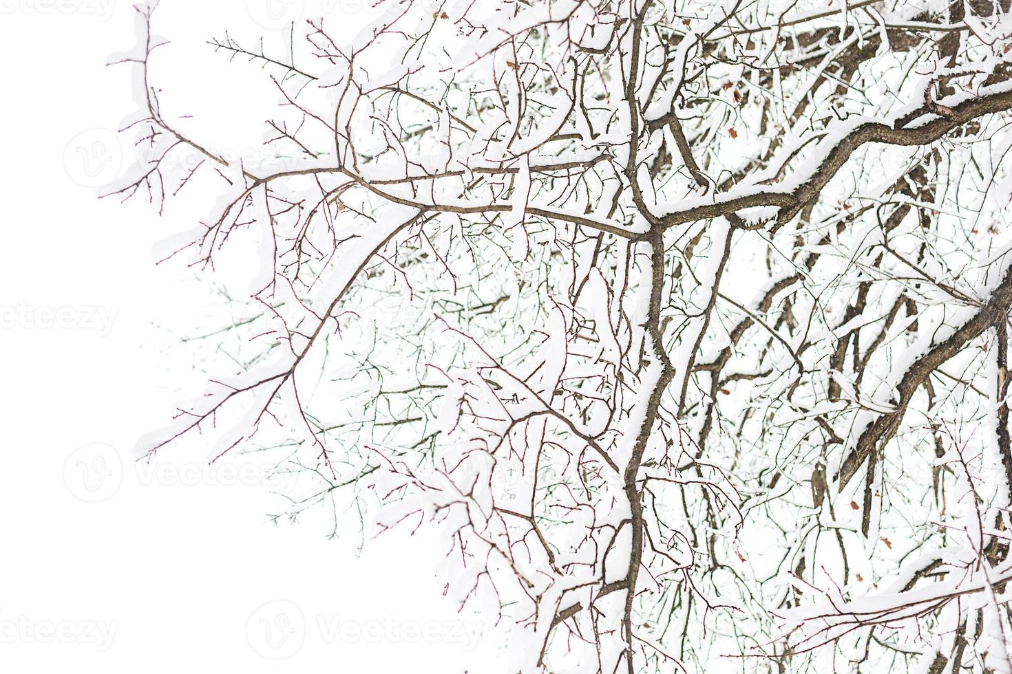 Snow ornament made of tree branches after a snowfall. Winter texture, natural background, copyspace photo