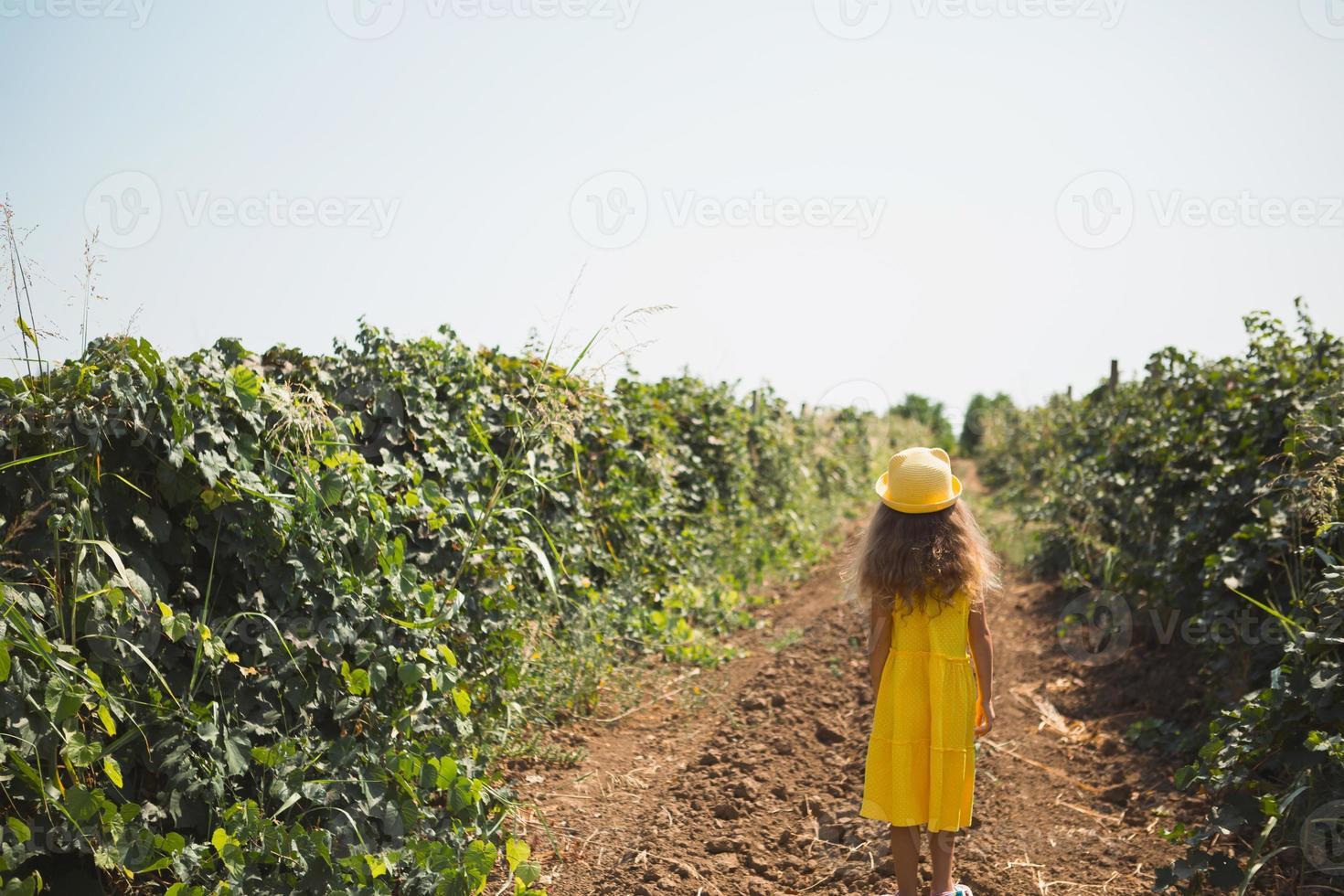 A tourist girl walks in a vineyard. Guided tour of the grape plantation. photo