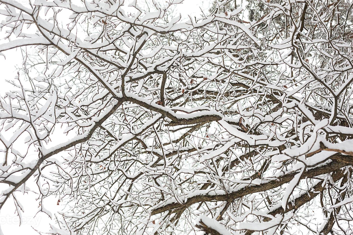 Snow ornament made of tree branches after a snowfall. Winter texture, natural background, copyspace photo