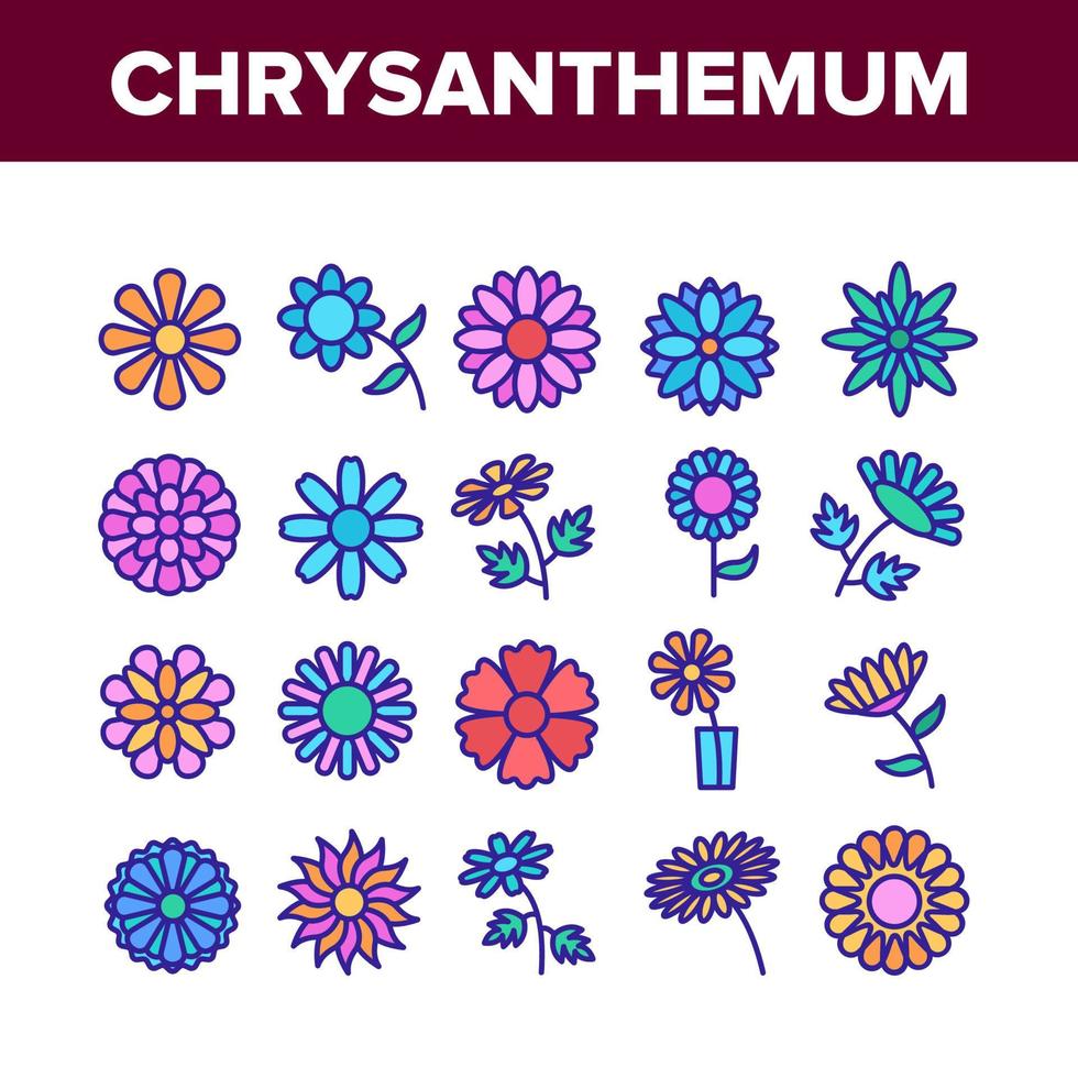 conjunto de iconos de colección de flores de crisantemo vector