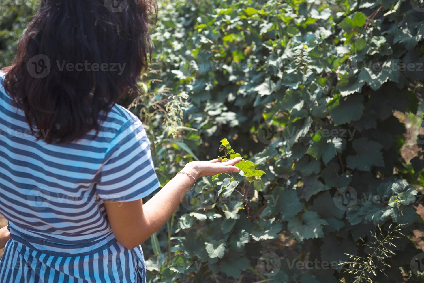 A tourist woman walks in a vineyard. Guided tour of the grape plantation. photo