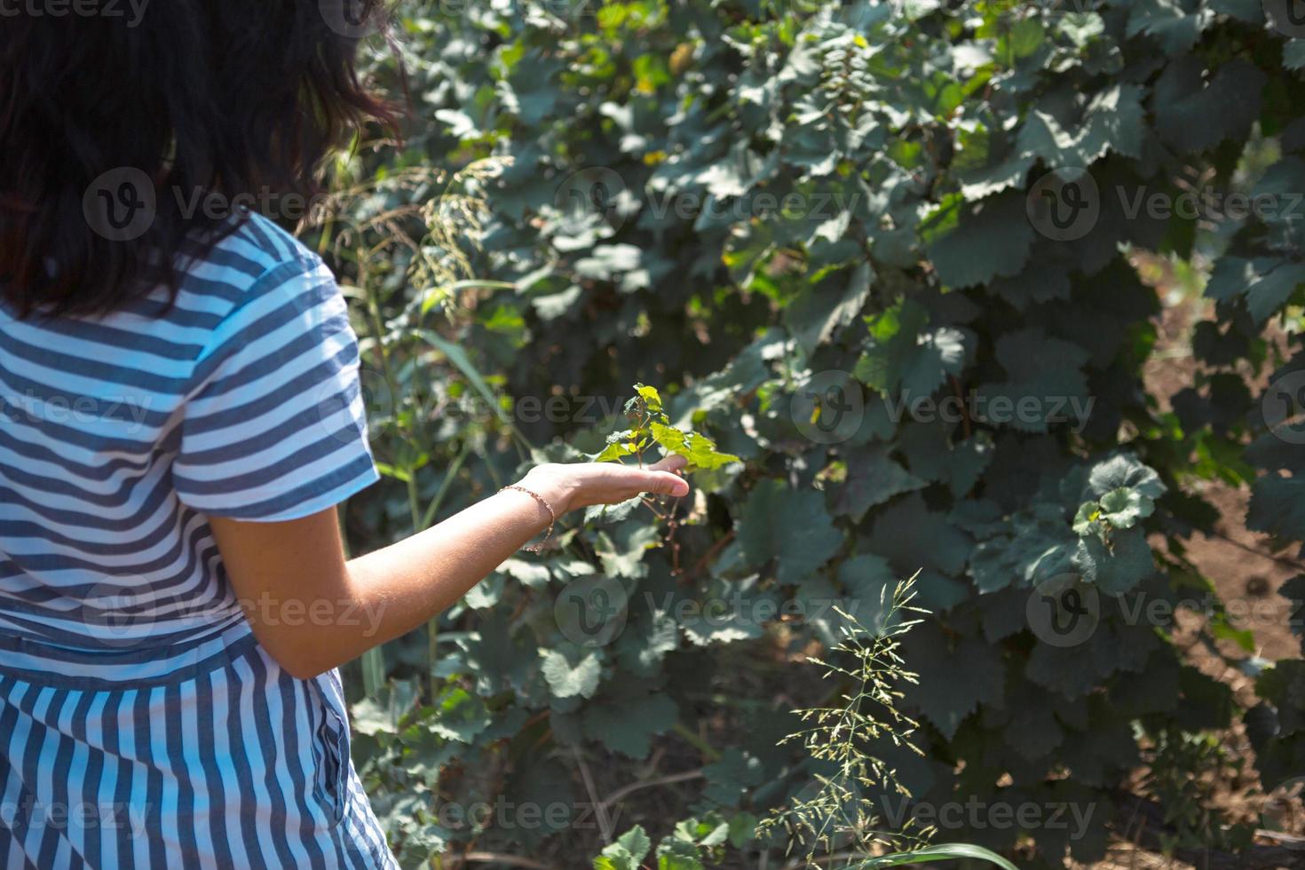 A tourist woman walks in a vineyard. Guided tour of the grape plantation. photo